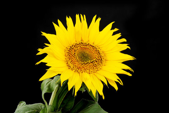 flower sunflower on black background