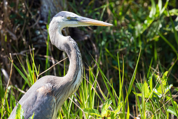 A wild great blue heron in Everglades National Park (Florida).