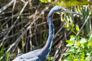 A wild tricolored heron in the waters of Everglades National Park (Florida).