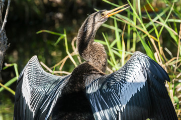 A wild anhinga drying itself in the sun in Everglades National Park (Florida).