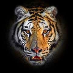 Close up Tiger face, isolated on black background.