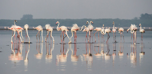 Flamingo flock on a lake searching food