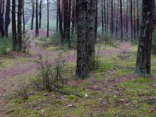 dark dense pine forest. tree trunks and shrubs