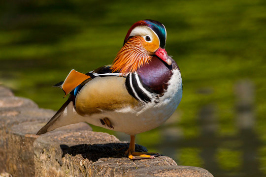 Mandarin Duck (Aix Galericulata) Adult Male Sitting By The Side Of A Lake In Wales, UK