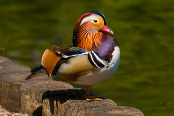 Mandarin Duck (Aix galericulata) adult male sitting by the side of a lake in Wales, UK
