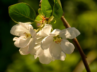 Flowers on the Apple tree. Spring blooming garden in may.