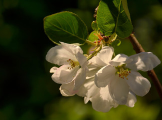 Flowers on the Apple tree. Spring blooming garden in may.