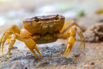 crab on the beach