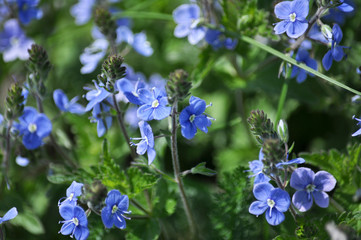 Spring flowering Veronica chamaedrys