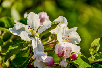 Fototapeta na wymiar Flowers on the Apple tree. Spring blooming garden in may.