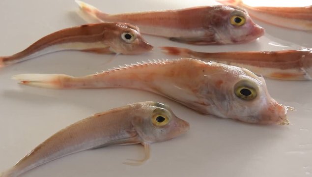Brightly colored sea fish - Red Gurnard, on white background Scientific name: Chelidonichthys cuculus