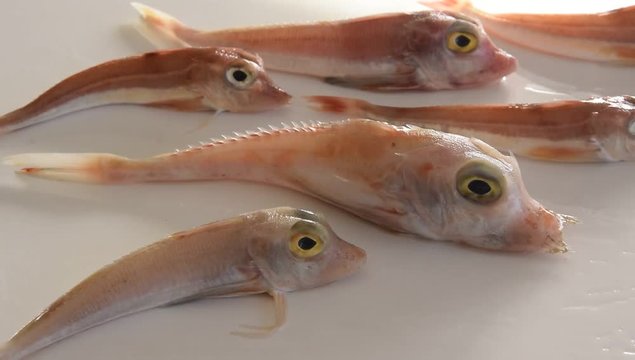 Brightly colored sea fish - Red Gurnard, on white background Scientific name: Chelidonichthys cuculus