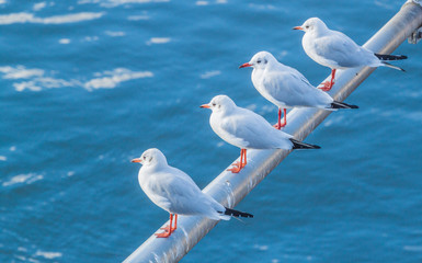 Four white seagulls sitting on a beam on a blue water background