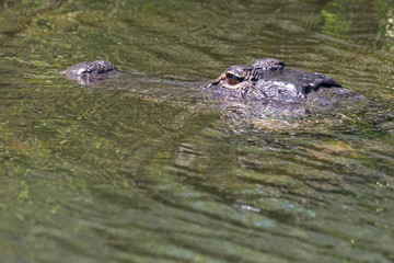 A wild alligator swimming in the waters of Everglades National Park (Florida).