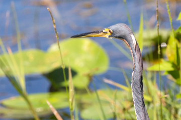 A wild tricolored heron fishing in the waters of Everglades National Park (Florida).