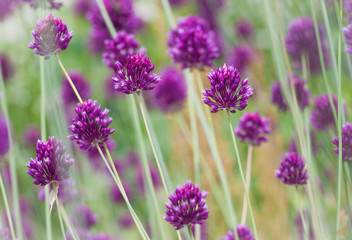 Сloseup of purple allium onion flowers on a sunny day against bright natural background