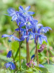 Close-up of tender flowers of blue spring scilla siberica on nature forest background, selective...