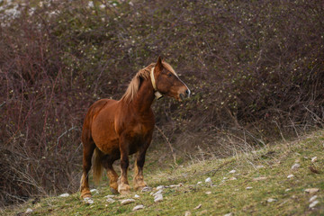 Obraz premium cavallo al pascolo brado in montagna