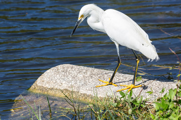 A wild snowy egret in Everglades National Park (Florida).