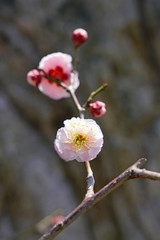 Pink flower blooms of the Japanese ume apricot tree, prunus mume, in winter in Japan