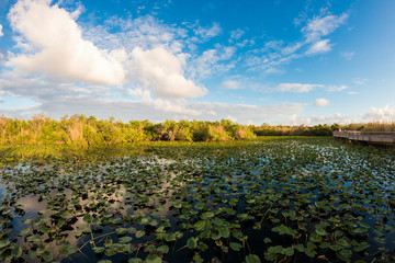 Landscape view of Everglades National Park during the day (Florida).