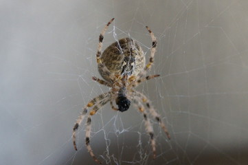 spider on a web
