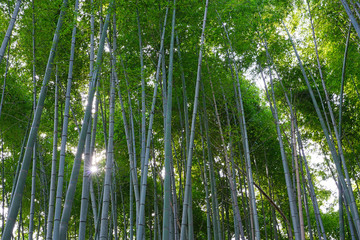 A bamboo forest in Arashiyama in Kyoto, Japan