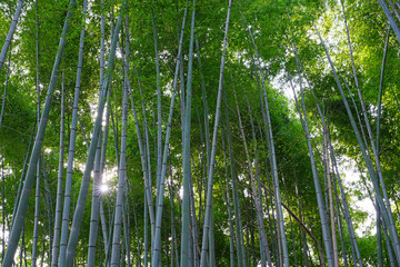 Fototapeta premium Bambusowy las w Arashiyama w Kioto w Japonii