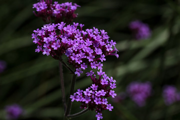 Obraz premium Delicate purple verbena florets against dark green background