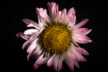Macro shot of daisy flower. Bellis perennis, white petals with a rosy ends and yellow center