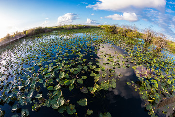 Landscape view of Everglades National Park during the day (Florida).