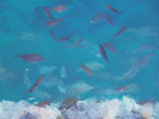 Fish under water.Sea background.Feeding fish in the mediterranean sea.