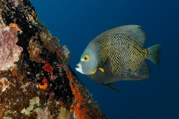 French Angelfish swimming next to a coral-encrusted dock piling