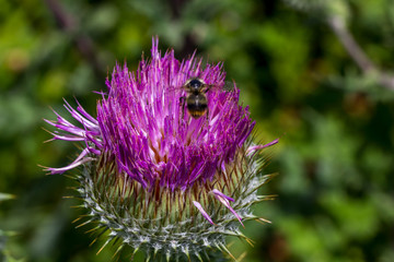 No time to stop. Busy bee hovers over thistle flowers