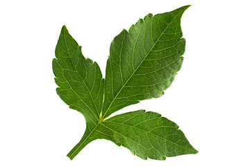 Aster flower leaf closeup