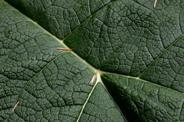 Obraz premium Life lines - close up of Giant Rhubarb leaf