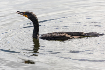 A wild double crested cormorant along the Anhinga Trail in Everglades National Park (Florida).