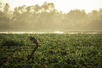 Bird sitting on a stick middle of a lake