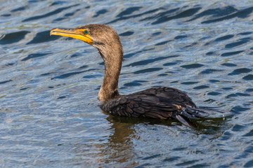 A wild double crested cormorant along the Anhinga Trail in Everglades National Park (Florida).