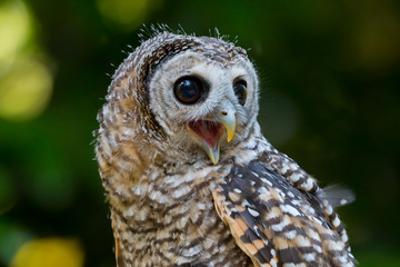 Close up of a Chaco Owl (Strix chacoensis) juvenile bird of prey
