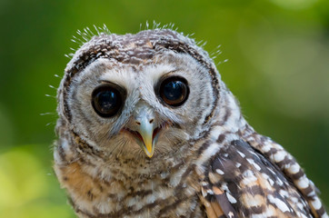 Close up of a Chaco Owl (Strix chacoensis) juvenile bird of prey