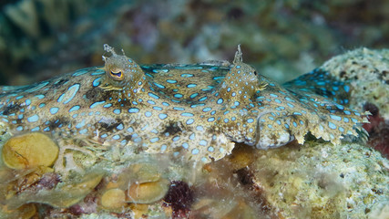 Closeup of a Peacock Flounder