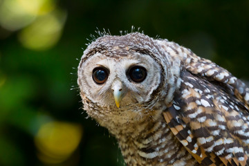 Close up of a Chaco Owl (Strix chacoensis) juvenile bird of prey