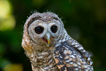 Close up of a Chaco Owl (Strix chacoensis) juvenile bird of prey