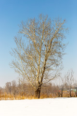 Freestanding tree in winter