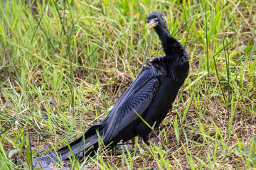 A wild anhinga drying itself in the sun in Everglades National Park (Florida).