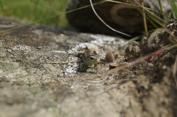 lizard on a rock