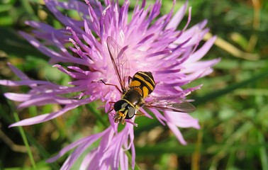 Hoverfly on purple centaurea flower in the meadow, closeup