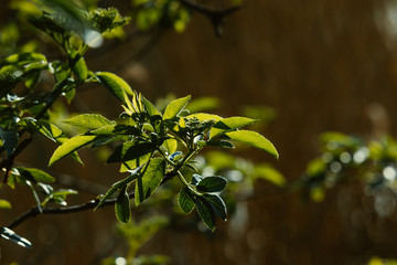 Elder (Sambucus nigra)