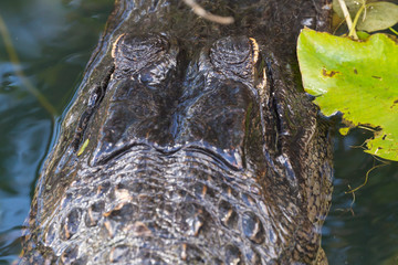 A wild alligator swimming in the waters of Everglades National Park (Florida).